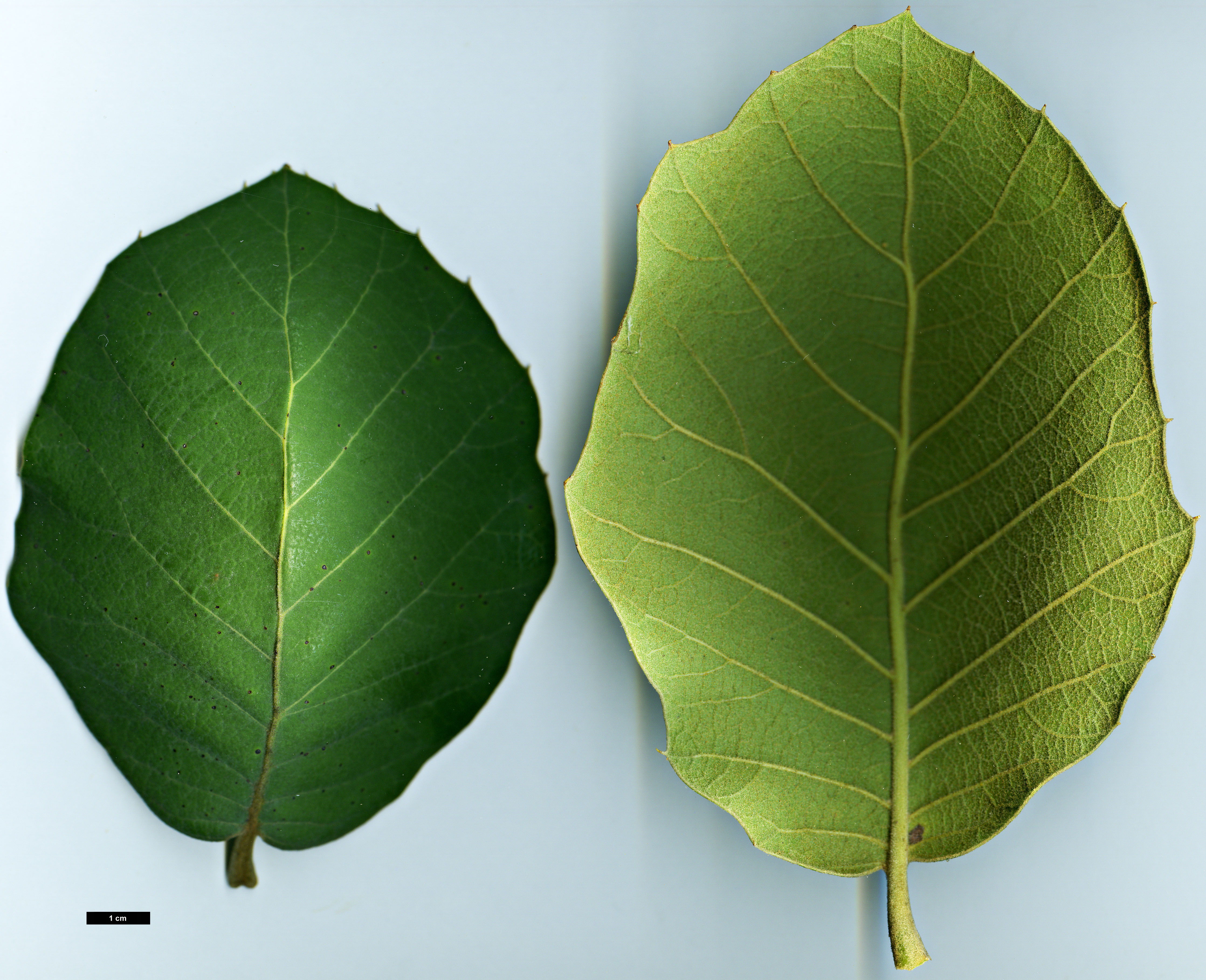 High resolution image: Family: Fagaceae - Genus: Quercus - Taxon: tarahumara
